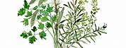 Vintage Botanical Herbs Bouquet Illustration
