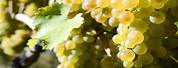 Viognier Grape Leaf