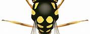 Wasp Clip Art