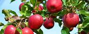 Winesap Apple Tree Picture Pictures