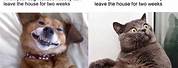 Winston Cat Dog Meme