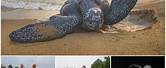 World's Biggest Sea Turtle