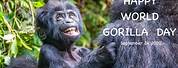 World Gorilla Day Lafuhing