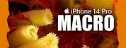 iPhone 14 Pro Macro Photography