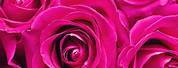 iPhone Wallpaper Flowers Rose