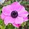 Anemone Plant