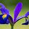 French Iris Flower