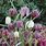 Images of Fritillaria