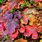 Oakleaf Hydrangea Fall Color