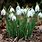 Galanthus Flor