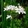 Allium Iranicum
