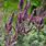 Amorpha Canescens Lead Plant