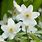Anemone Nemorosa White