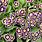 Auricula Plants