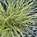 Carex Brunnea