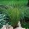 Carex Brunnea Winterhart