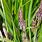 Carex Chathamica