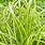 Carex EverSheen Grass 01706