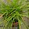 Carex Morrowii Pflege