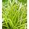 Carex Ornamental Grass
