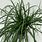 Carex Oshimensis Evergreen