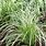 Carex Sorten