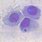 Chlamydophila Felis