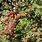 Cotoneaster Dielsianus