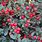 Cotoneaster Evergreen