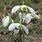 Galanthus in the Green