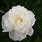 Gardenia Peony