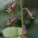 Piggyback Plant Flowers