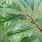 Prunus Cerasifera Leaf