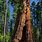 Sequoia Yosemite