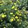 Yellow Potentilla