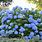 Endless Summer Blue Hydrangea