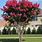 Crape Myrtle Tree