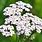 Yarrow Achillea Millefolium