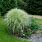 Miscanthus Ornamental Grass