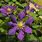 Clematis Plants