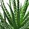 Ficelle Aloes