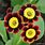 Primula Auricula the Sneep