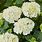 Hydrangea Macrophylla White