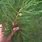 Leyland Cypress Seeds