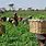 Nigeria Agriculture