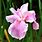 Pink Japanese Iris