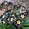 Silver Lace Black Primrose