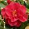 Camellia Japonica Red