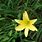 Hemerocallis Flava