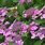 Lace Cap Hydrangea Varieties